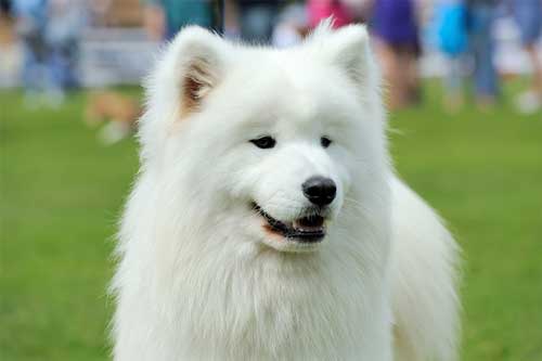 Samoyedo origen