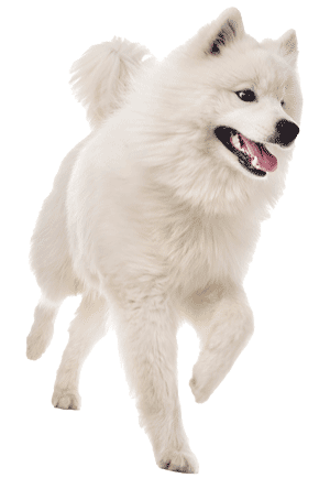 Samoyedo
