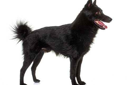 Schipperke aspecto