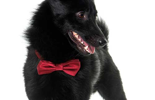 Schipperke temperamento