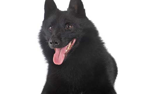 Schipperke reconocimiento