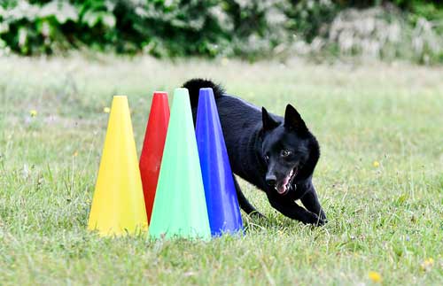 Schipperke cuidado