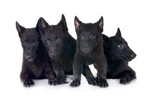 Schipperke historia