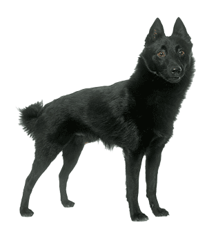 Schipperke