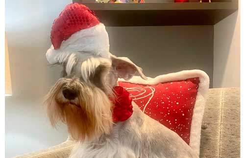 temperamento del Schnauzer estándar