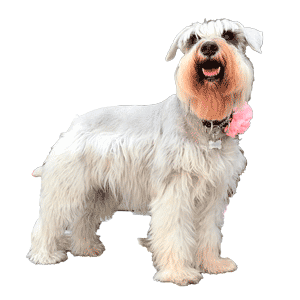 Schnauzer estándar