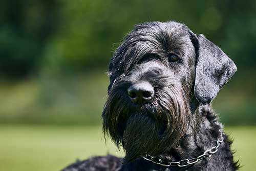 Schnauzer gigante características físicas