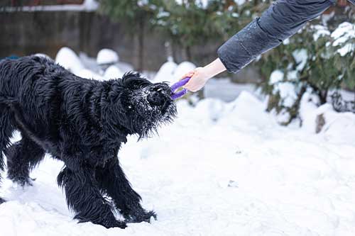 Schnauzer gigante temperamento
