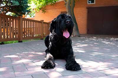 Schnauzer gigante origen