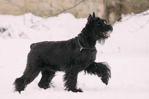 Schnauzer gigante su estado de salud