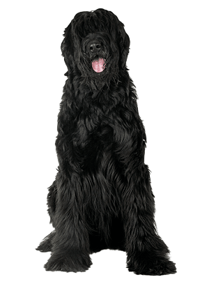 Schnauzer gigante