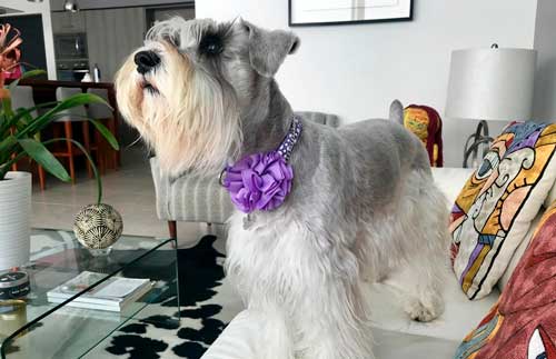 Schnauzer estándar ori