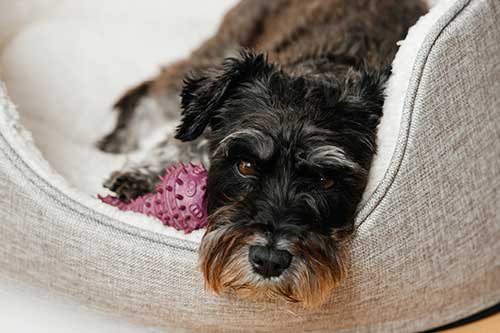 Schnauzer miniatura actividad física
