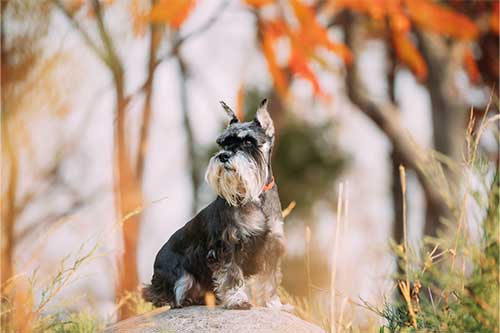 Schnauzer miniatura fisico