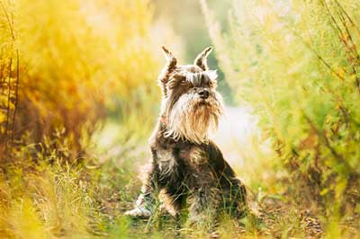 como es la salud de un Schnauzer miniatura