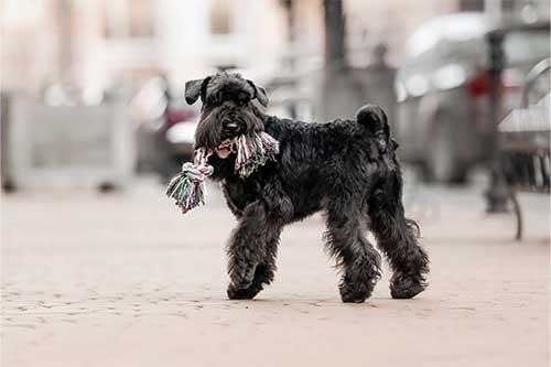 Schnauzer miniatura origen