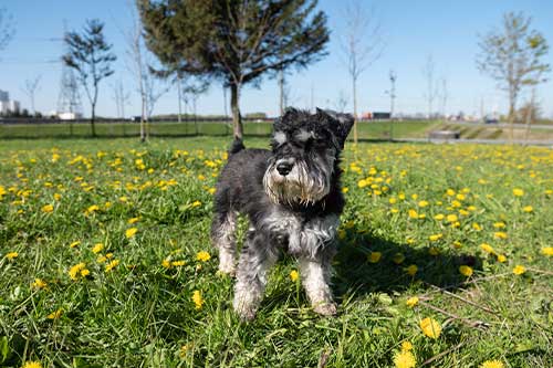 Schnauzer miniatura su temperamento