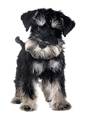 Schnauzer miniatura