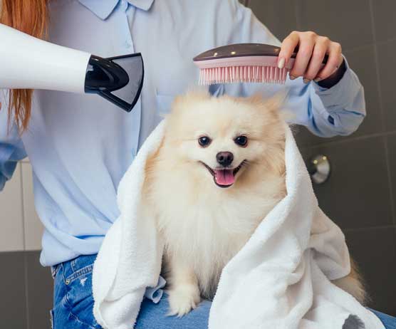 secar a tu mascota