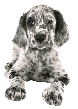 Setter inglés