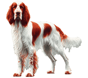 Setter irlandés rojo y blanco