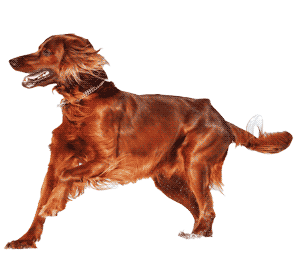 Setter irlandés