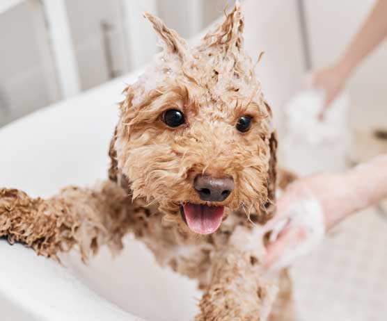 shampoo para tu mascota