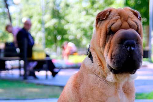 Shar pei cuidados