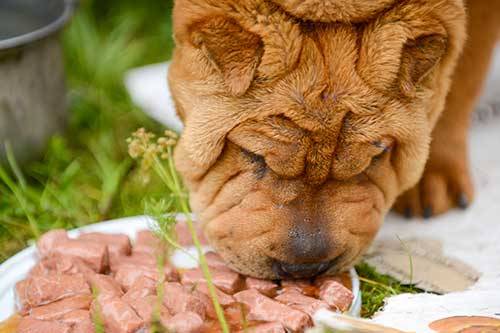 Shar pei recomendaciones