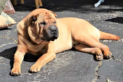 Shar pei origen
