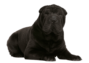Shar pei