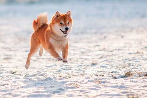 Shiba Inu ejercicio