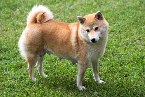 Shiba Inu caracteristicas