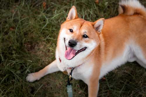 Shiba Inu salud