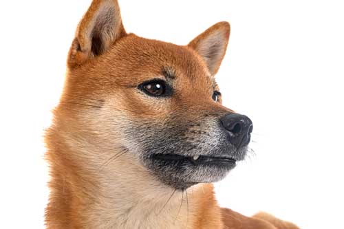 Shiba Inu origen