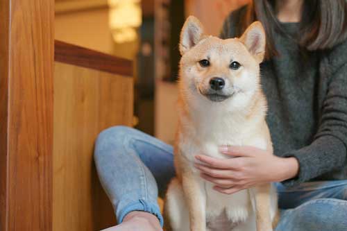 Shiba Inu comportamiento