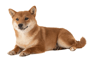 Shiba Inu