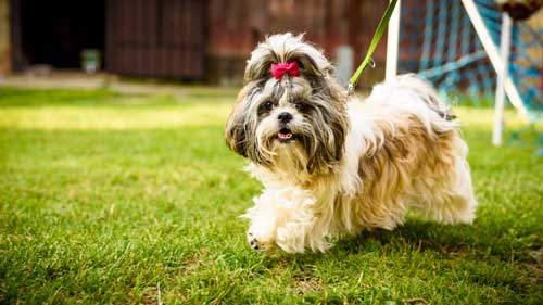 Shih Tzu aspecto