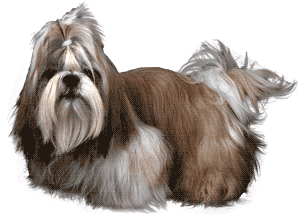 Shih Tzu
