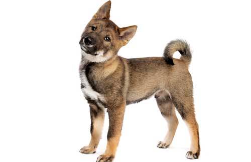 Shikoku Inu apariencia