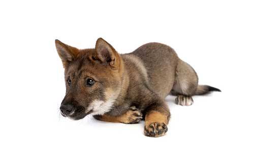 Shikoku Inu personalidad