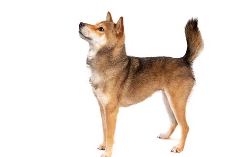 Shikoku Inu salud