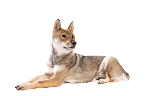 Shikoku Inu historia