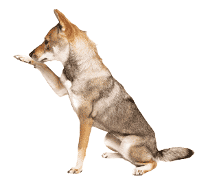 Shikoku Inu
