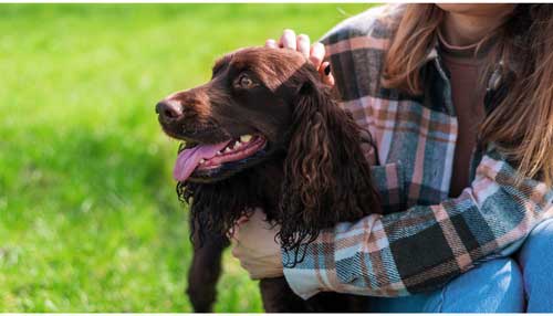 Spaniel alemán cuidados