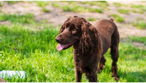 Spaniel alemán temperamento