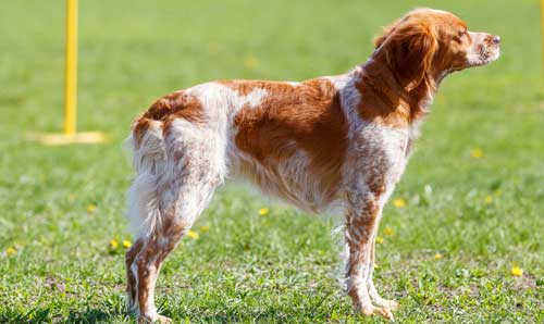 Spaniel bretón aspecto