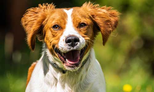 Spaniel bretón cuidados
