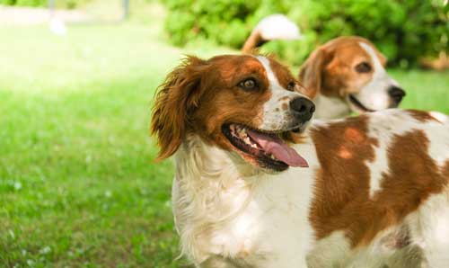 Spaniel bretón origen