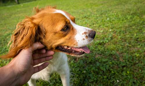 Spaniel bretón temperamento